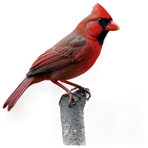 Black And White Cardinal Png 59 PNG image