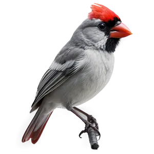 Black And White Cardinal Png Lyi29 PNG image
