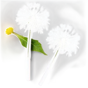 Black And White Dandelion PNG 63