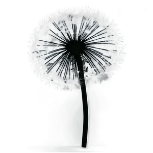 Black And White Dandelion PNG Gms