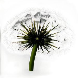 Black And White Dandelion PNG Int