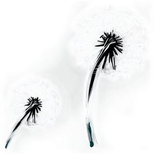 Black And White Dandelion PNG Mft