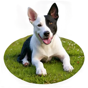 Black And White Dogs PNG 05242024