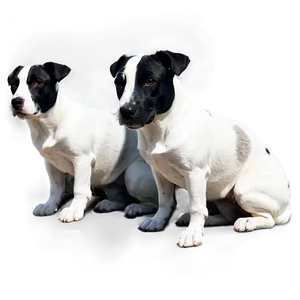 Black And White Dogs PNG 3
