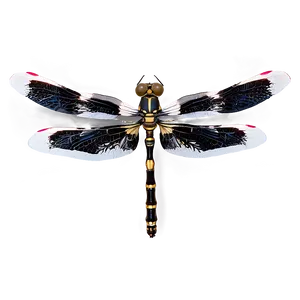 Black And White Dragonfly PNG 05212024 PNG