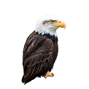 Black And White Eagle Head PNG 4