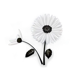 Black And White Flower Drawing Png Tng PNG image
