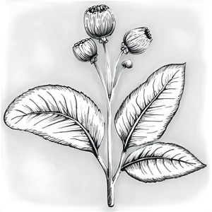 Black And White Flower Sketch Png 05252024 PNG image