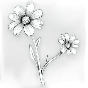 Black And White Flower Sketch Png Api53 PNG image