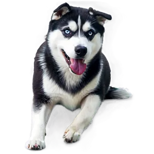 Black And White Husky PNG 06252024 PNG