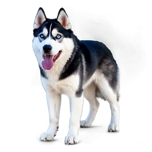 Black And White Husky Png 24 PNG image