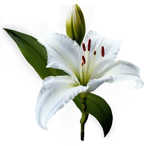 Black And White Lilies PNG Eaf39 PNG