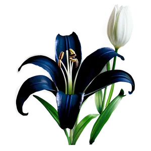 Black And White Lily Flower PNG Ywb69 PNG