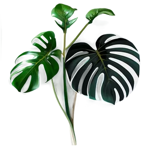 Black And White Monstera PNG Ucm61 PNG