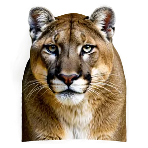 Black And White Mountain Lion Png Iks89 PNG image