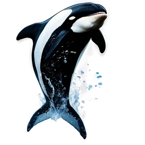 Black And White Orca PNG Omy