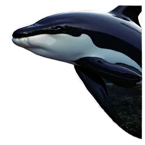 Black And White Orca PNG Tih