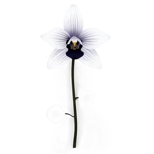 Black And White Orchid PNG Fyg84