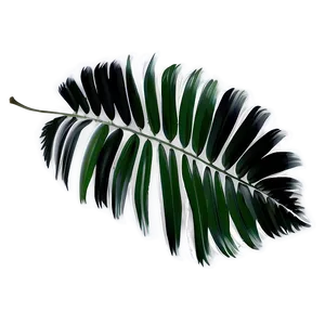 Black And White Palm Leaves PNG Qbh93