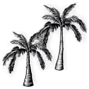 Black And White Palms Png 06112024 PNG image