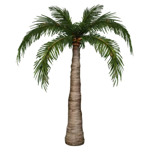 Black And White Palms Png 33 PNG image