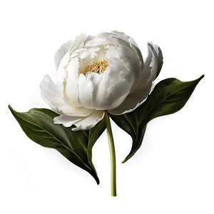 Black And White Peony Png 06282024 PNG image