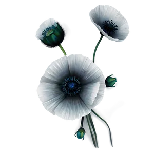 Black And White Poppy PNG 06282024 PNG