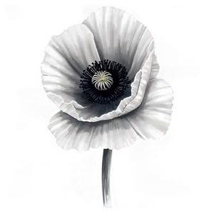 Black And White Poppy PNG 34 PNG