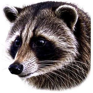 Black And White Raccoon Png Lbk65 PNG image