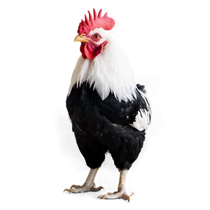 Black And White Rooster PNG 05242024