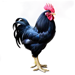 Black And White Rooster PNG Upf19