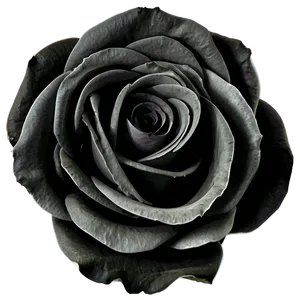 Black And White Roses Png 06282024 PNG image