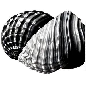 Black And White Seashell Clipart PNG 30