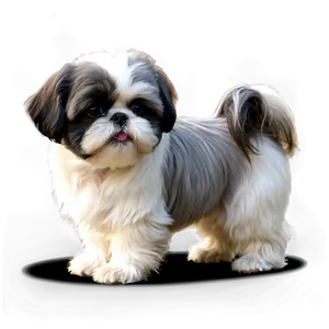 Black And White Shih Tzu Png 06242024 PNG image