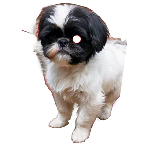 Black And White Shih Tzu Png 1 PNG image