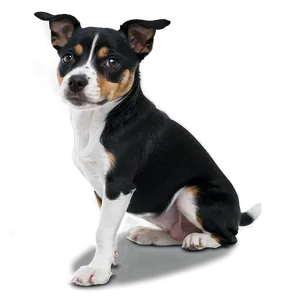 Black And White Small Dog Png 06252024 PNG image