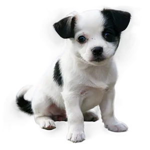 Black And White Small Dog PNG 27 PNG