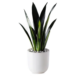 Black And White Snake Plant PNG 06122024 PNG