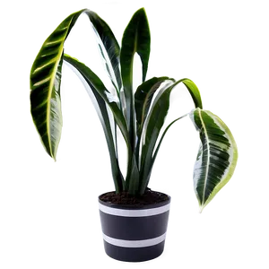 Black And White Snake Plant PNG 21 PNG