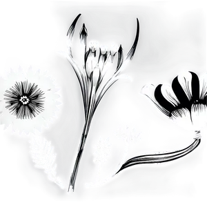 Black And White Spring Flower Png 05252024 PNG image