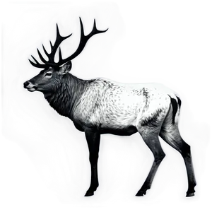 Black And White Stag PNG Cta21 PNG