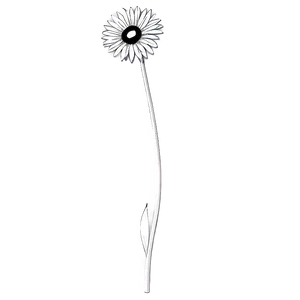 Black And White Summer Flower Png 17 PNG image