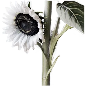 Black And White Sunflower PNG 06282024