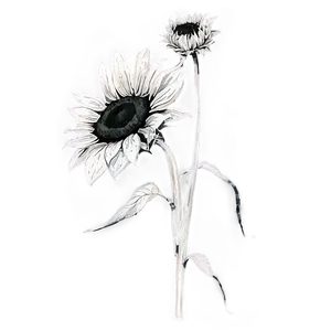 Black And White Sunflower Png Cbo31 PNG image