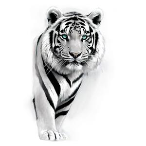 Black And White Tiger Sketch Png 06252024 PNG image