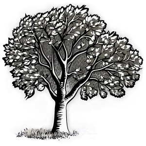 Black And White Tree In Autumn Scene PNG Pcm34 PNG