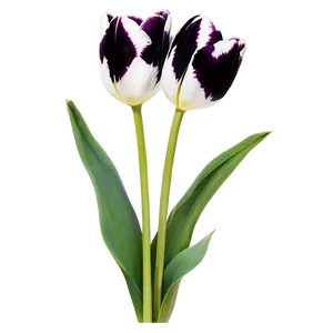 Black And White Tulips Png 05242024 PNG image