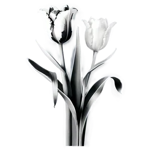 Black And White Tulips PNG Kdi75
