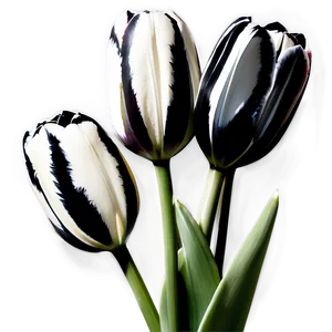 Black And White Tulips Png Muu PNG image
