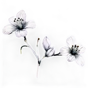 Black And White Watercolor Flower Png 05252024 PNG image